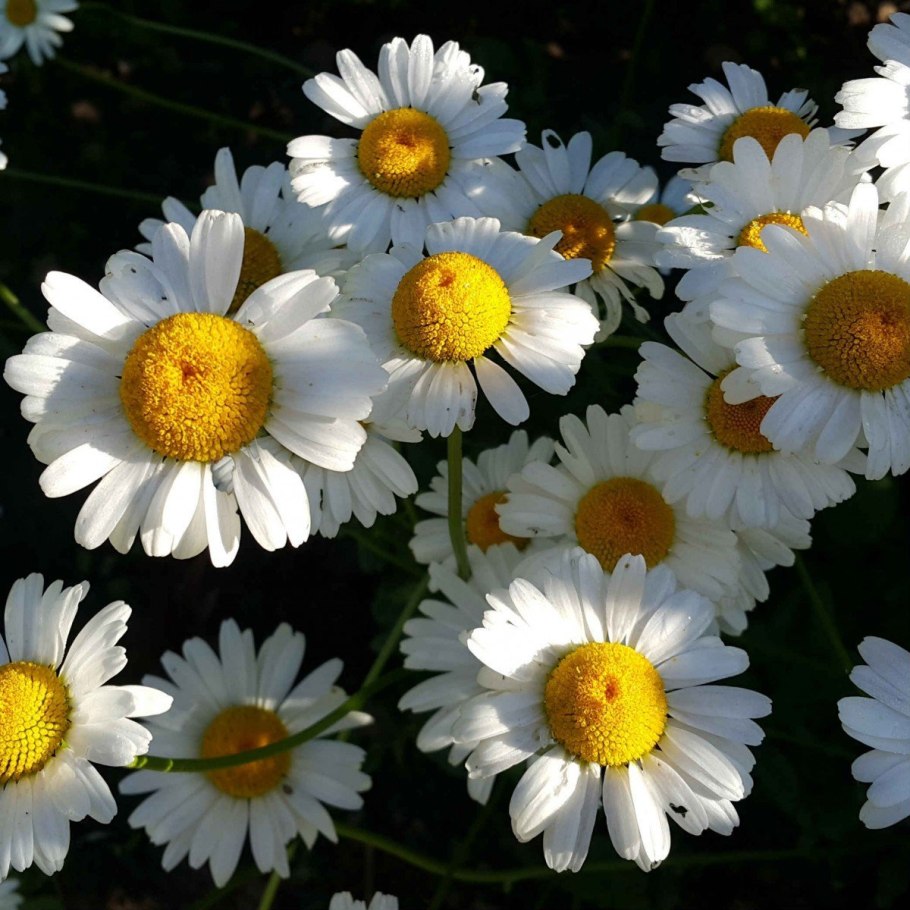 Нивяник Майфилд