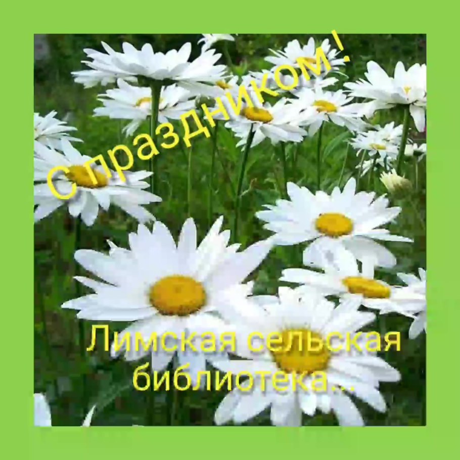 Ромашка (нивяник) Мадонна