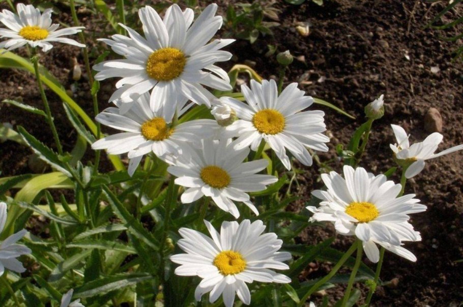 Леукантемум нивяник