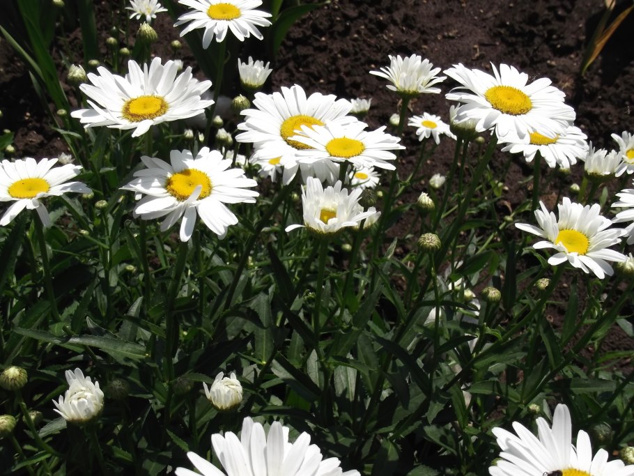 Нивяник звезда