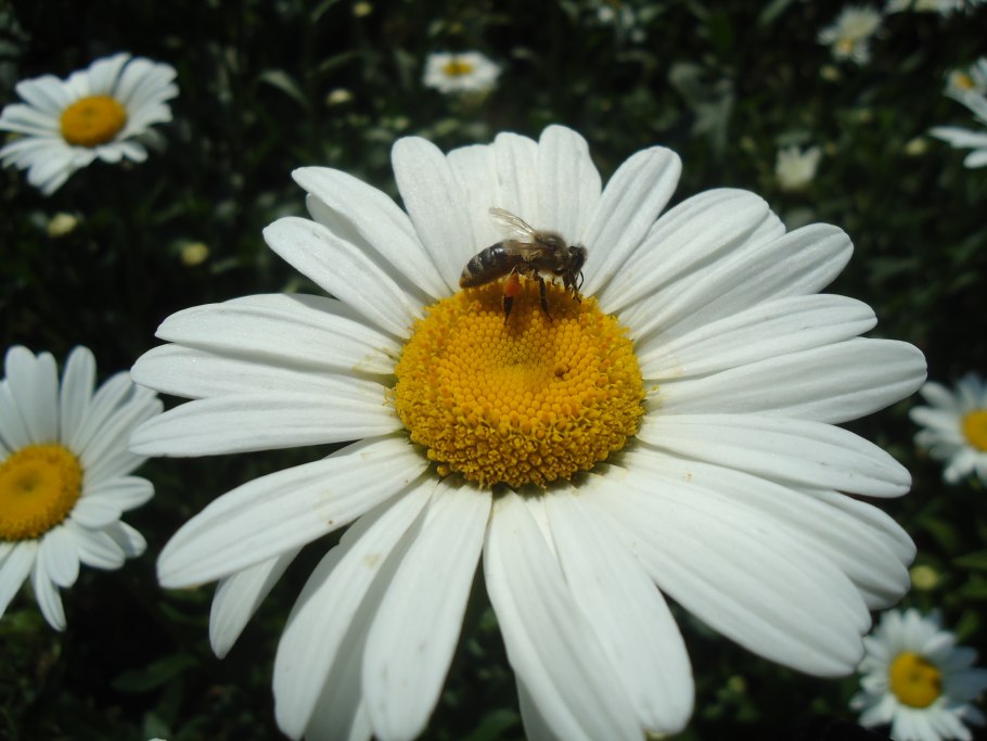 Пчела на ромашке