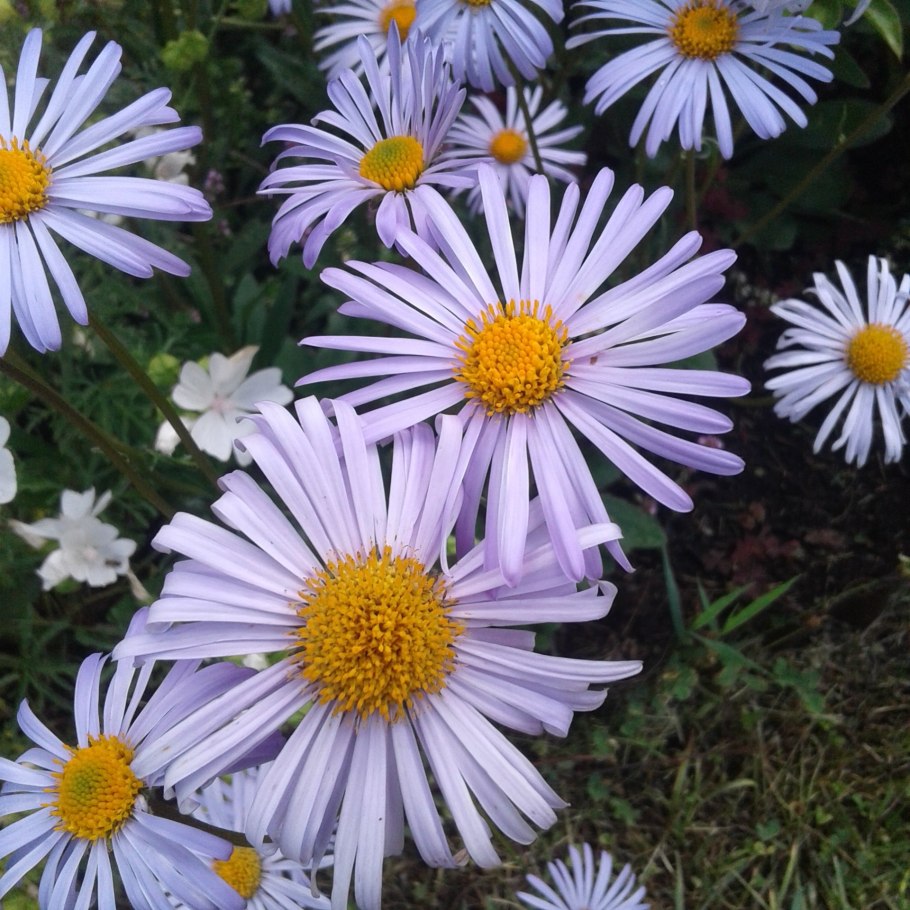 Нивяник Аляска многолетник