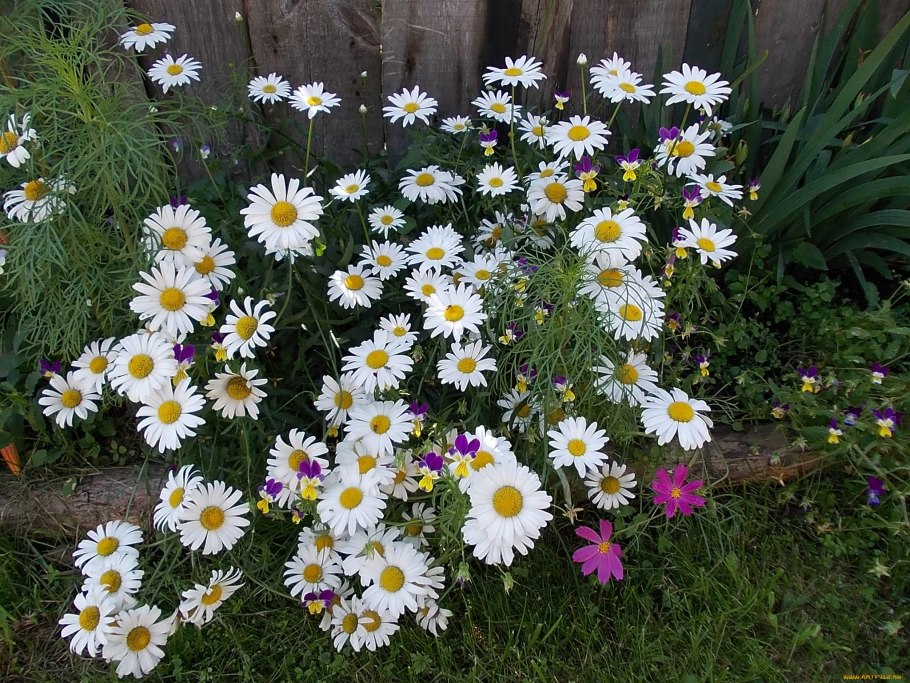 Нивяник поповник