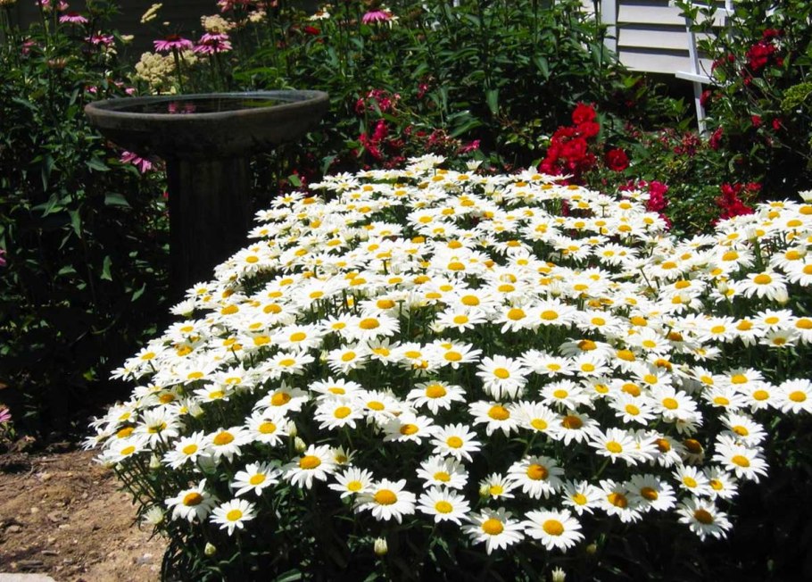 Нивяник великолепный Санте