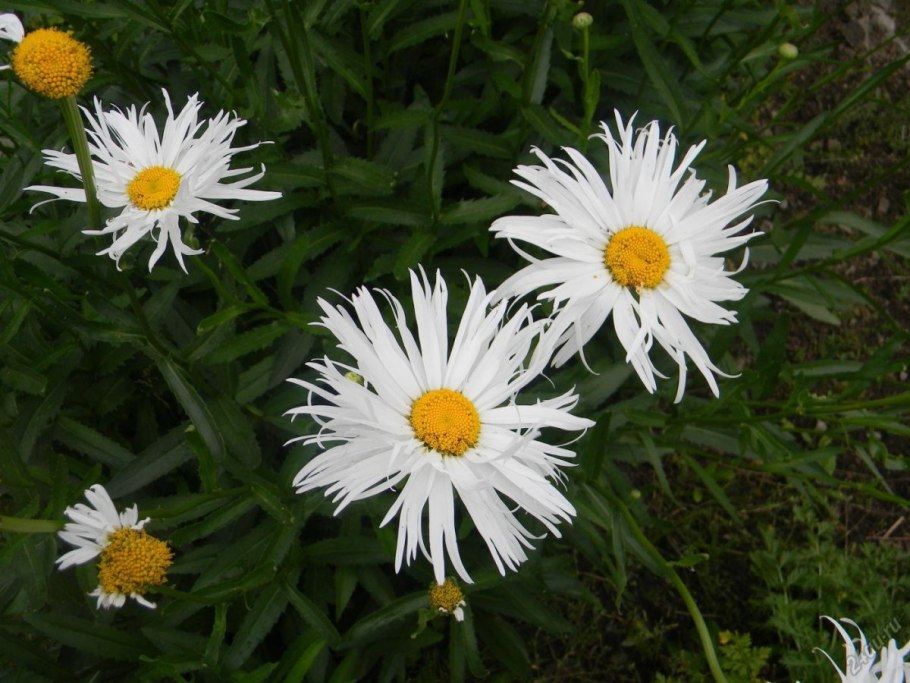 Нивяник Майфилд