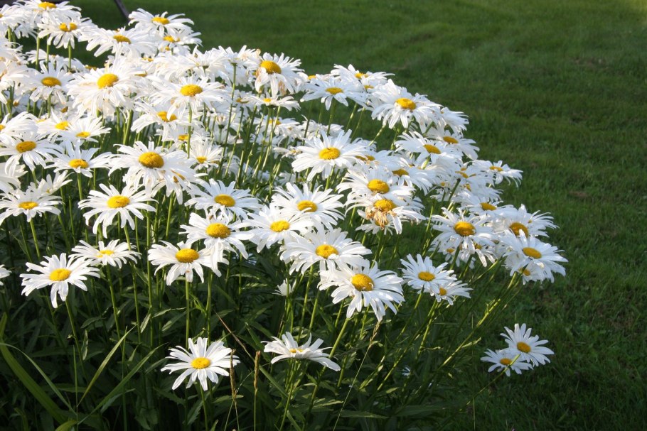 Ромашка Садовая нивяник