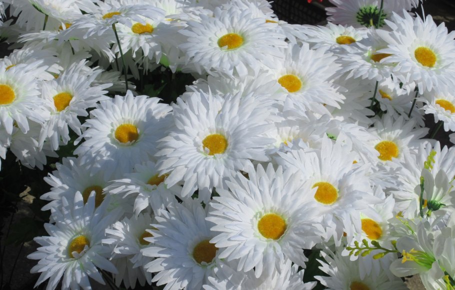 Ромашка крупноцветковая многолетняя