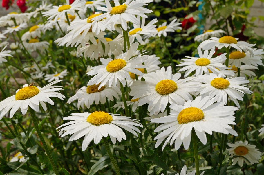 Нивяник вайт лион