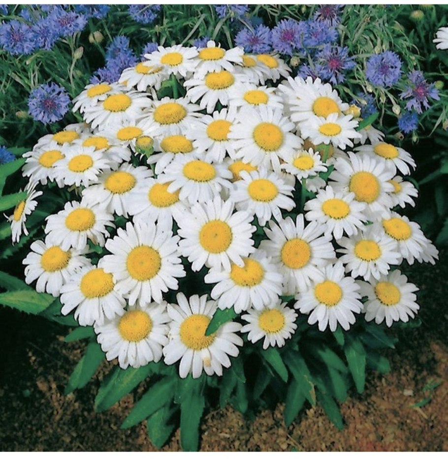 Крупные ромашки