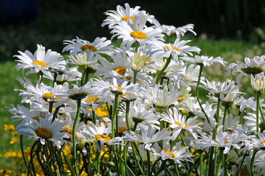 Ромашка белая лепесточки