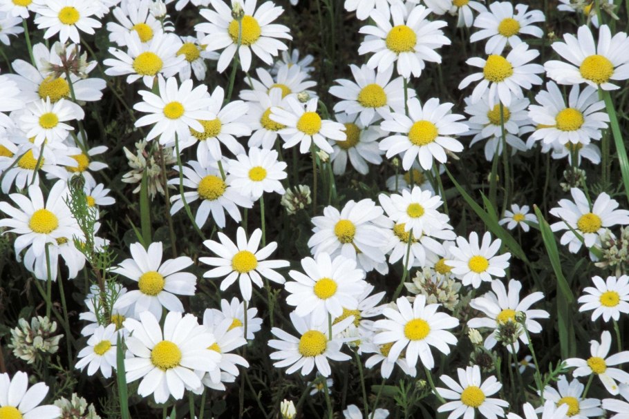 Ромашка Садовая Северная звезда