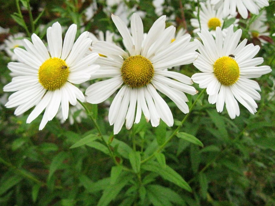 Нивяник обыкновенный