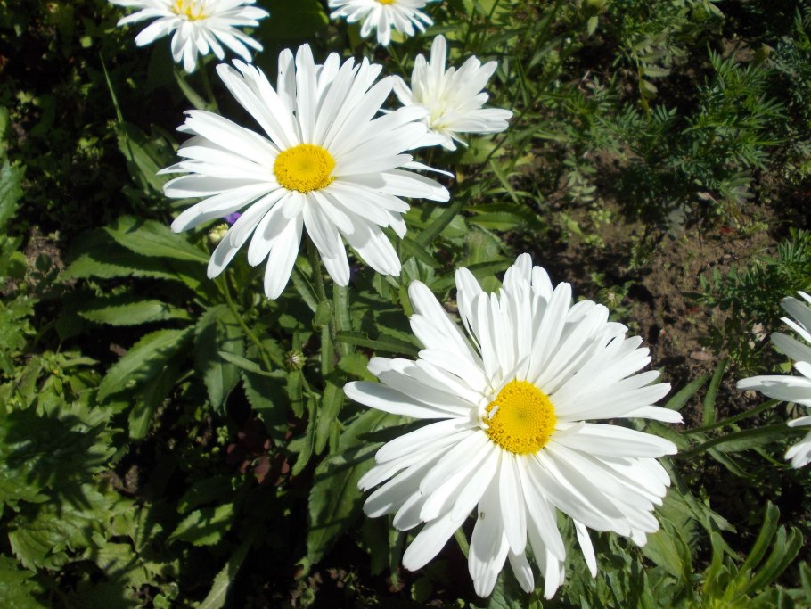 Нивяник реал галакси