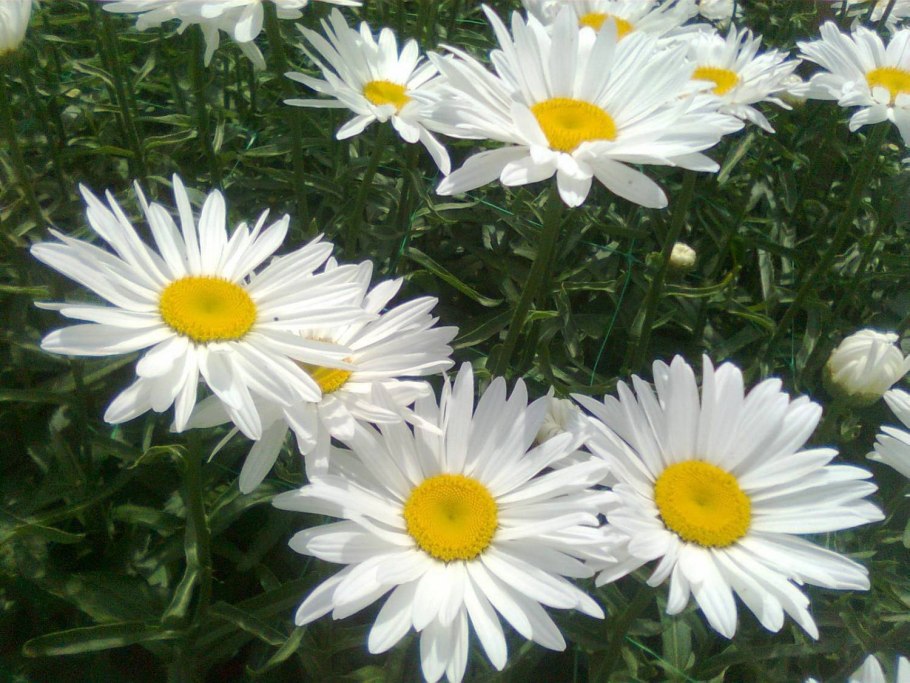 Нивяник мей куин