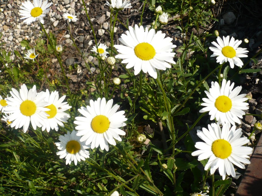 Нивяник вайт лайон