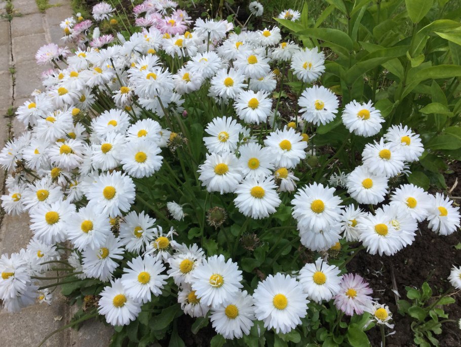 Нивяник мадонна