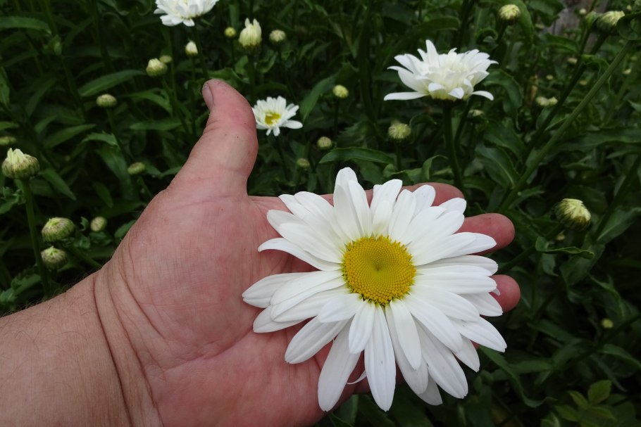 Нивяник аляска