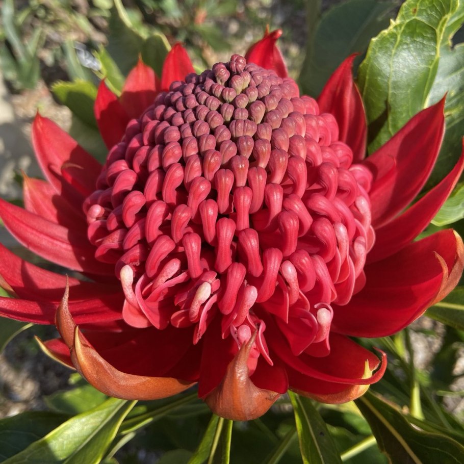 Растение Waratah