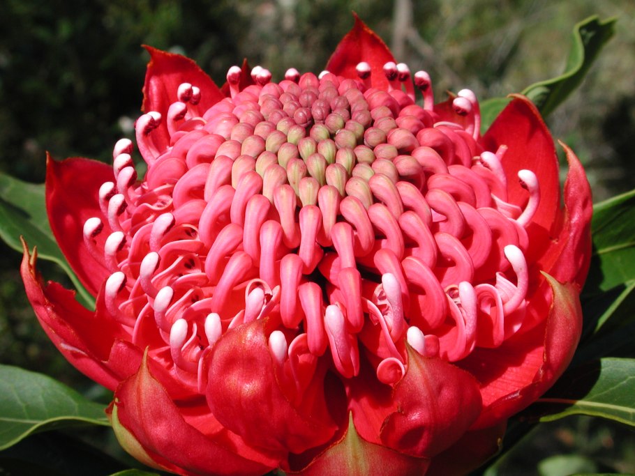 Телопея прекрасная