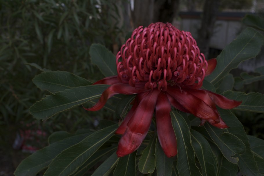 Telopea Waratah