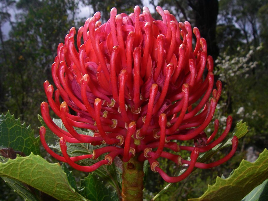 Телопея SP Waratah