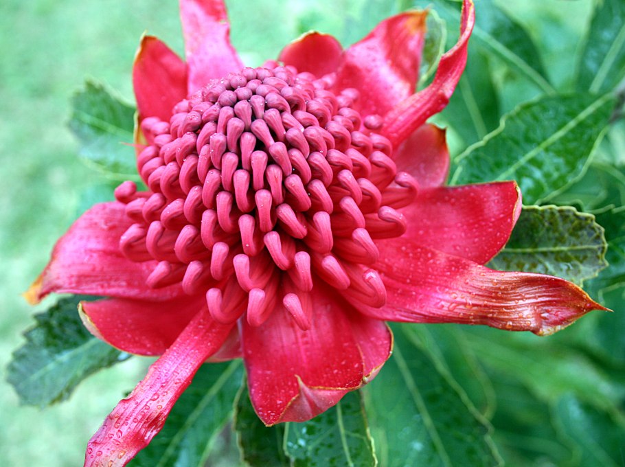 Австралийский цветок телопея