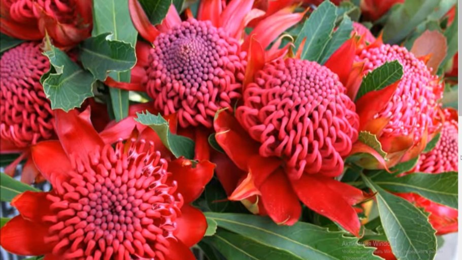 Телопея прекрасная