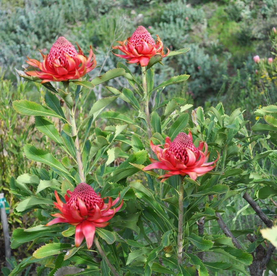 Телопея прекрасная. Telopea speciosissima