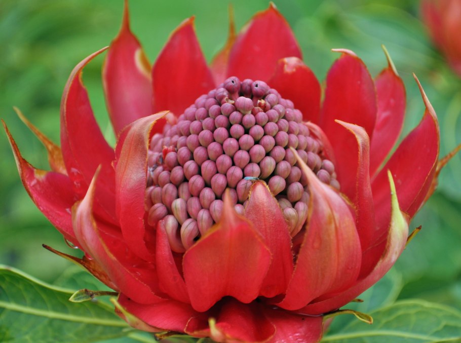 Телопея прекрасная