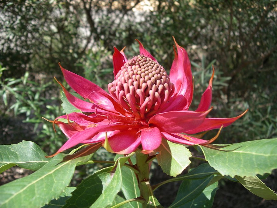 Протея Waratah