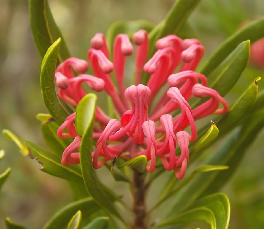Telopea Waratah