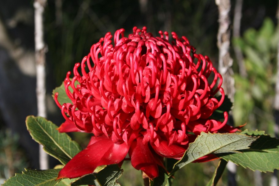 Waratah цветок
