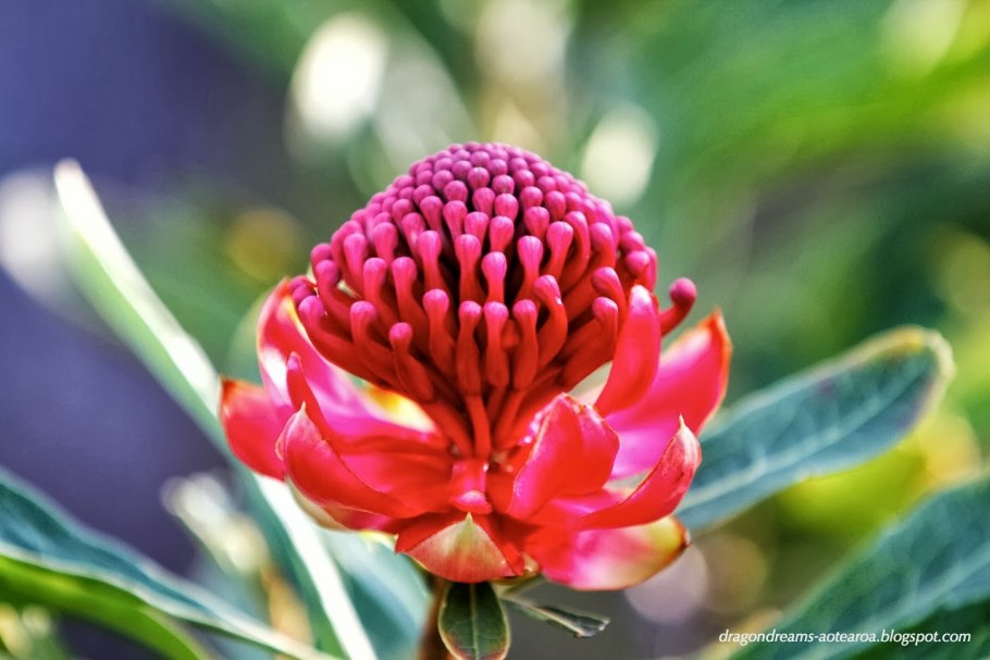 Telopea Waratah