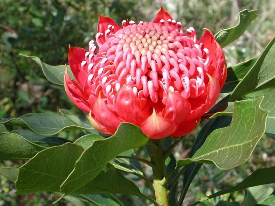 Waratah (Telopea speciosissima