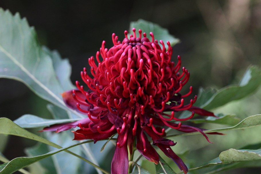 Телопея цветок