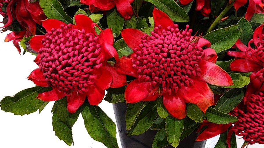 Telopea speciosissima