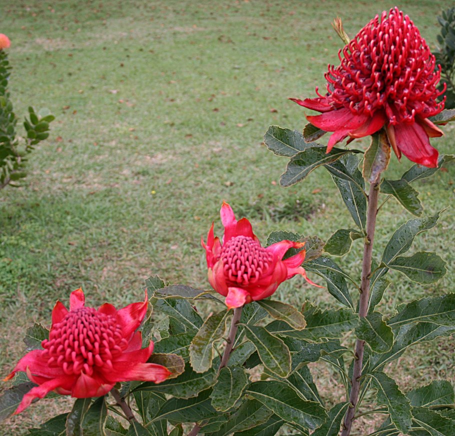 Телопея растение