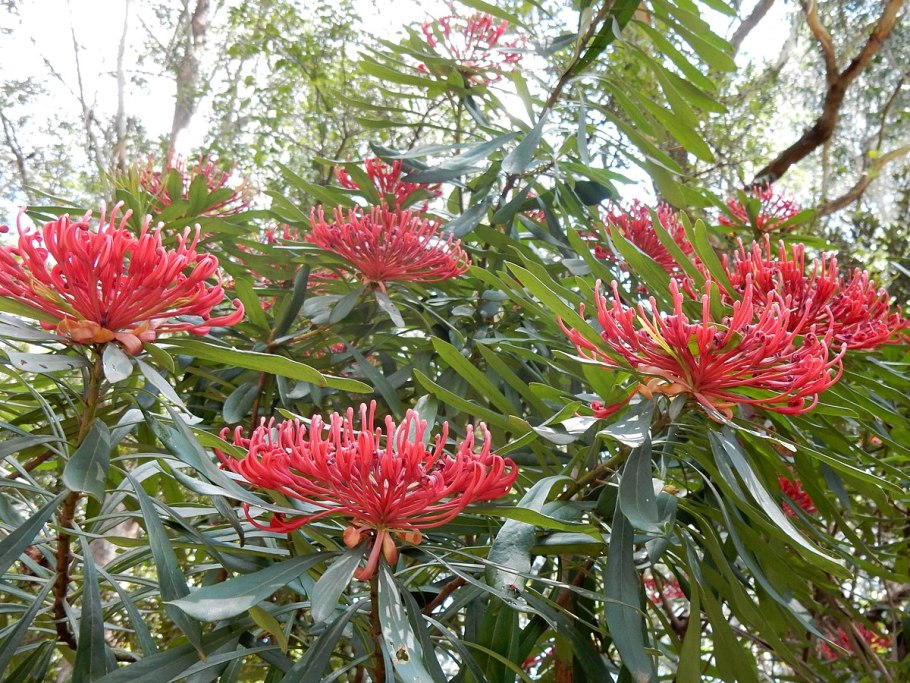 Waratah цветок
