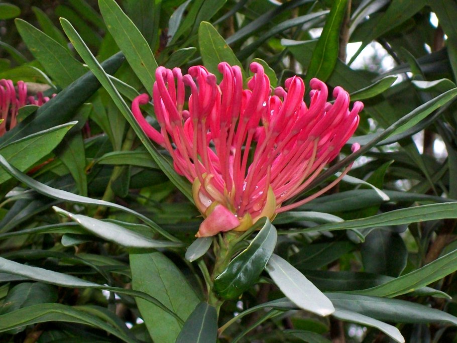 Wightia speciosissima