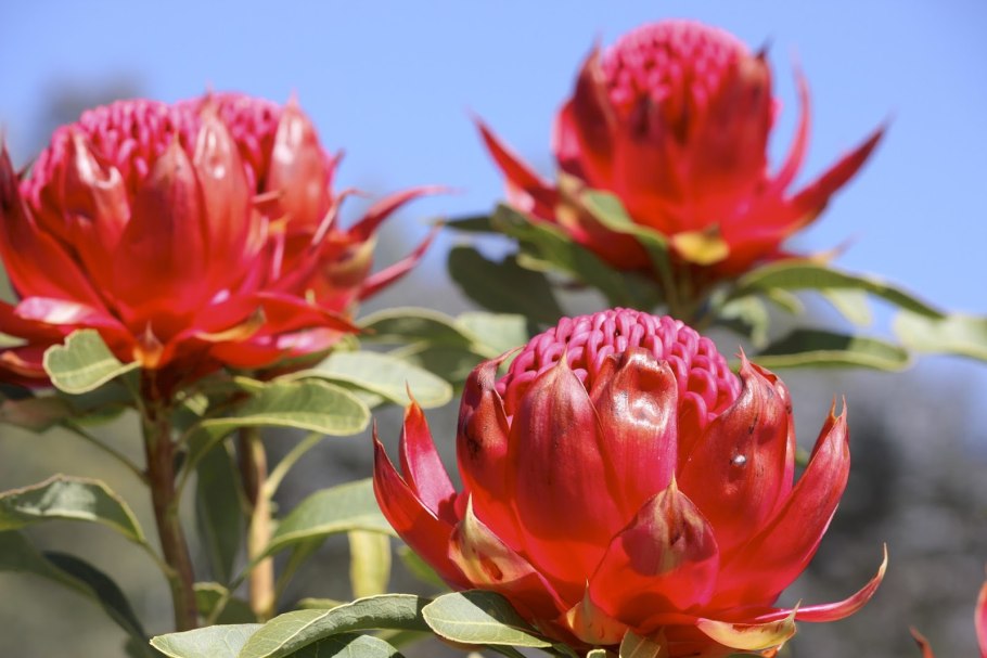 Телопея монгенсис