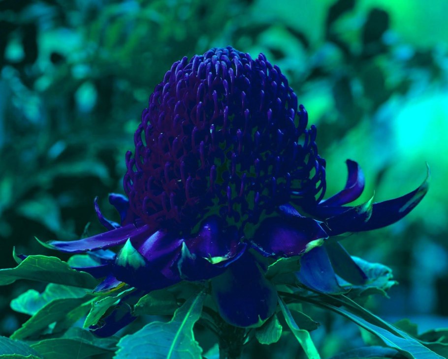 Протея Waratah