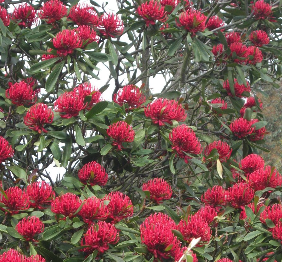 Telopea Waratah