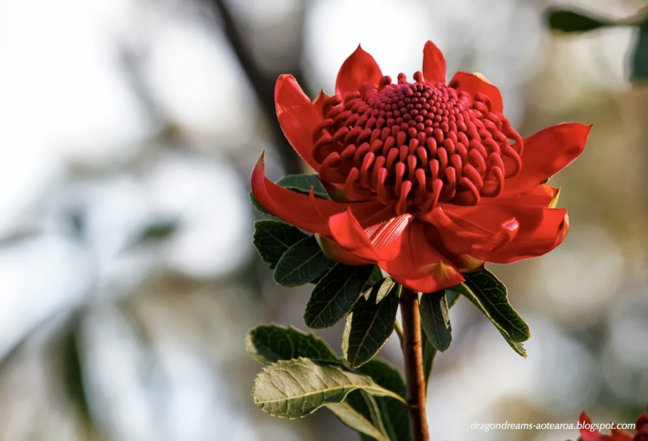 Растения Тасмании