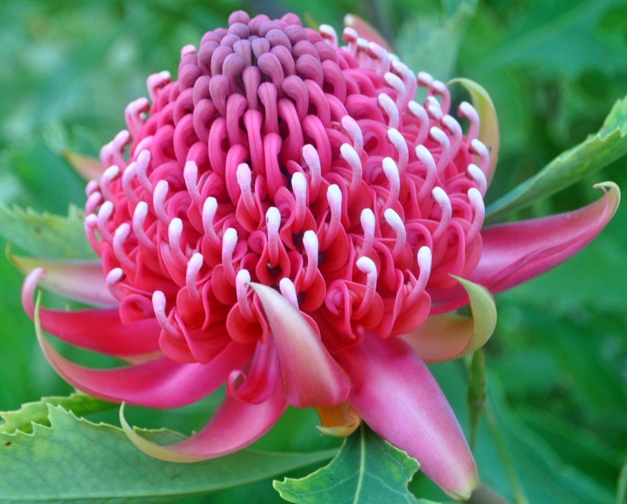Варатта Waratah