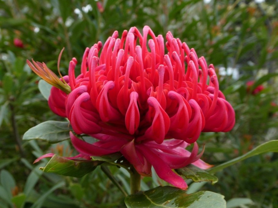 Австралийский цветок телопея