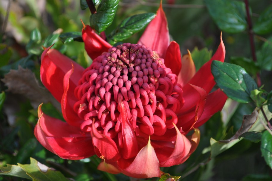 Телопея монгенсис