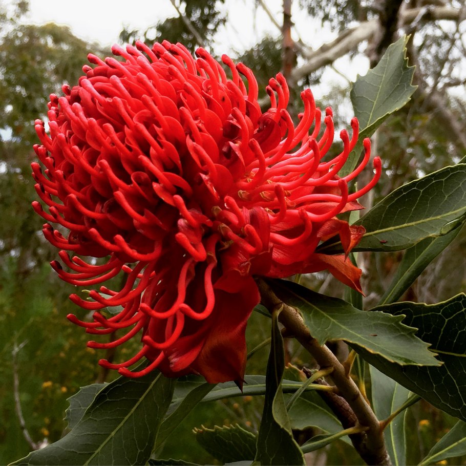 Протея Waratah