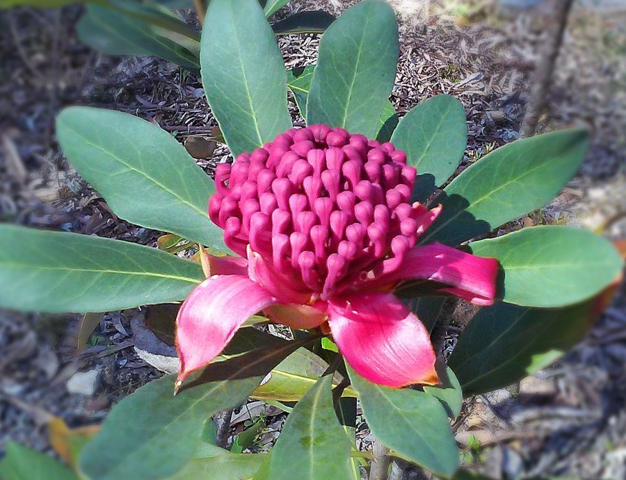 Телопея цветок