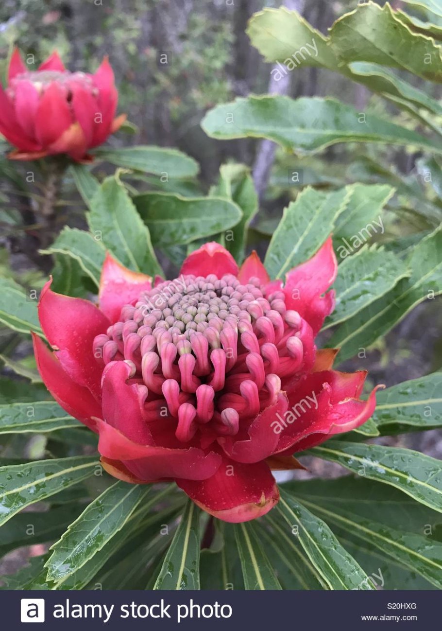 Телопея прекрасная