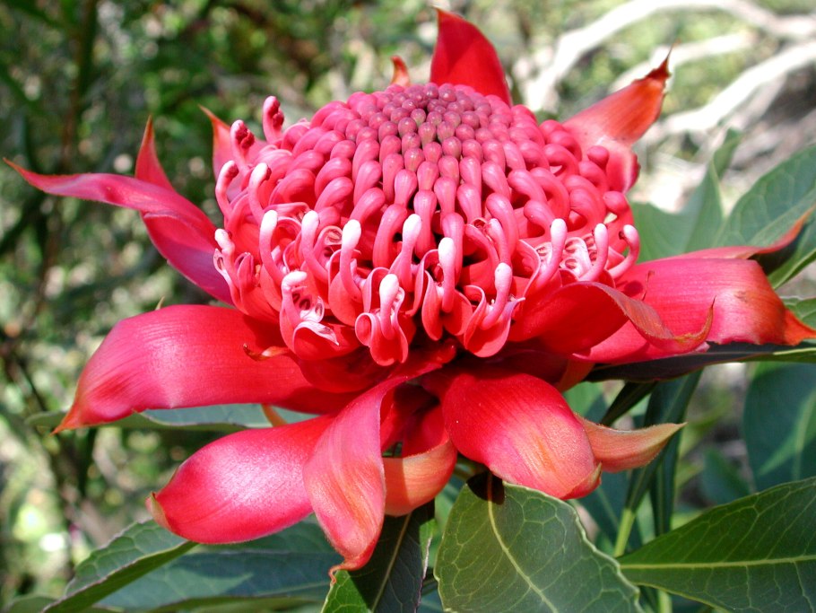 Телопея монгенсис